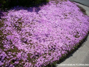 Dronsanthemum floribundum - blossom 1